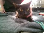 Adopt Olive a All Black Domestic Shorthair / Domestic Shorthair / Mixed cat in