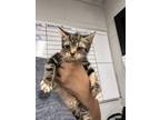 Adopt Squirtle a Brown or Chocolate Domestic Shorthair / Domestic Shorthair /