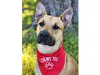 Adopt Tater Tot a Tan/Yellow/Fawn Black Mouth Cur / Mixed dog in Phenix City