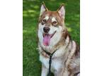 Adopt Luna a Red/Golden/Orange/Chestnut Alaskan Malamute / Mixed dog in Phenix