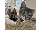 Adopt Doug a Gray, Blue or Silver Tabby Domestic Shorthair (short coat) cat in