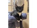 Adopt Fiona a All Black Domestic Shorthair / Domestic Shorthair / Mixed cat in