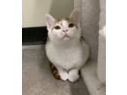 Adopt Frito a Orange or Red Domestic Shorthair / Domestic Shorthair / Mixed cat