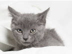 Adopt Jamie a Gray or Blue Domestic Shorthair / Domestic Shorthair / Mixed cat