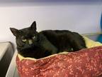 Adopt Pepsi a All Black Domestic Shorthair / Domestic Shorthair / Mixed cat in