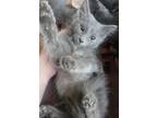 Adopt Brian a Gray or Blue Domestic Longhair (long coat) cat in Mechanicsville