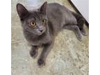 Adopt Puffy #furry-five a Gray or Blue Russian Blue / Mixed (short coat) cat in