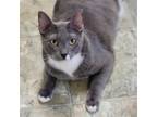 Adopt Tuffy #furry-five a Gray or Blue (Mostly) Domestic Shorthair / Mixed