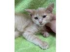 Adopt Caramel a Tan or Fawn Domestic Mediumhair (medium coat) cat in Patterson