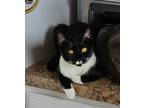 Adopt Sponge Cake (Available for pre-adoption) a Domestic Shorthair / Mixed cat