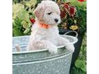Mutt Puppy for sale in Marysville, WA, USA