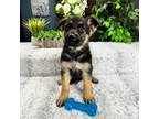 German Shepherd Dog Puppy for sale in Greenfield, IN, USA