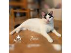 Adopt Zena a White Domestic Shorthair / Mixed cat in Youngwood, PA (36474397)