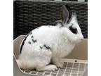 Adopt Ivy a Lionhead / Mixed (short coat) rabbit in Staten Island, NY (38799420)