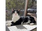 Adopt Sickle a Manx / Mixed cat in Camden, SC (38632429)