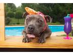 Adopt Ryder a Gray/Silver/Salt & Pepper - with White American Staffordshire