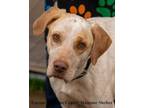 Adopt Teller a White Pointer / Mixed dog in Toccoa, GA (36677146)