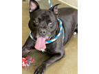 Adopt Slobberin a Black American Pit Bull Terrier / Mixed dog in Fishers