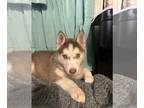 Alusky PUPPY FOR SALE ADN-786208 - Adorable Husky Puppies