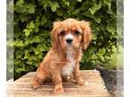 Cavalier King Charles Spaniel PUPPY FOR SALE ADN-786215 - Ace