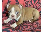 Boston Terrier PUPPY FOR SALE ADN-786218 - Male boston terrier