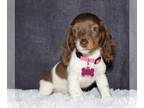 Dachshund PUPPY FOR SALE ADN-786219 - Miniature long haired dachshund