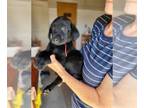 Labrador Retriever PUPPY FOR SALE ADN-786220 - Black Labrador Retriever male