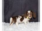 Dachshund PUPPY FOR SALE ADN-786221 - Miniature long haired dachshund