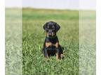 Doberman Pinscher PUPPY FOR SALE ADN-786223 - Doberman Pincher Puppies