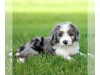 Miniature Bernedoodle PUPPY FOR SALE ADN-786224 - Bellas mini bernedoodle pups