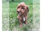 Goldendoodle (Miniature) PUPPY FOR SALE ADN-786228 - Miniature Goldendoodles