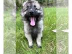 Keeshond PUPPY FOR SALE ADN-786228 - Keeshond puppies