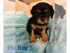 Cavalier King Charles Spaniel PUPPY FOR SALE ADN-786235 - B and T boy 5