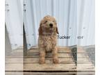 Goldendoodle (Miniature) PUPPY FOR SALE ADN-786237 - Tucker Mini F1B