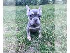 French Bulldog PUPPY FOR SALE ADN-786240 - French bulldog puppies