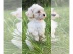 Maltipoo PUPPY FOR SALE ADN-786247 - Maltipoo puppies