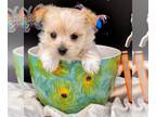 Morkie PUPPY FOR SALE ADN-786252 - Tcup Flora