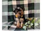 Yorkshire Terrier PUPPY FOR SALE ADN-786258 - Adorable Toy size Yorkshire