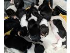 Basset Hound PUPPY FOR SALE ADN-786272 - AKC Basset Hound puppies
