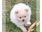 Pomeranian PUPPY FOR SALE ADN-786274 - 3 Hearts Pomeranian and Pomsky