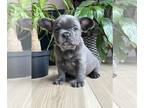 French Bulldog PUPPY FOR SALE ADN-786275 - Frenchies