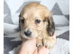 Dachshund PUPPY FOR SALE ADN-786278 - AKC Mini Cream Longhaired Dachshunds