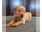 Golden Retriever PUPPY FOR SALE ADN-786279 - Howie