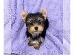 Yorkshire Terrier PUPPY FOR SALE ADN-786282 - Zealot male yorkie