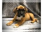 Boxer PUPPY FOR SALE ADN-786285 - Gulf Breeze Fl Boxer Puppies for sale