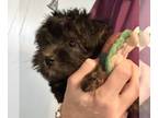 Poodle (Toy)-Yorkshire Terrier Mix PUPPY FOR SALE ADN-786296 - Yorkiepoo girl