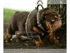 English Bulldog PUPPY FOR SALE ADN-786305 - Redbull