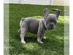 French Bulldog PUPPY FOR SALE ADN-786307 - French Bulldog Lilac Tan point