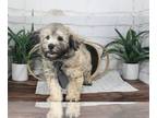 Bichpoo PUPPY FOR SALE ADN-786312 - Chief Stunning Poochon