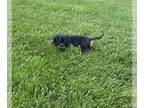 Dachshund PUPPY FOR SALE ADN-786330 - Black and Tan Male Miniature Doxie